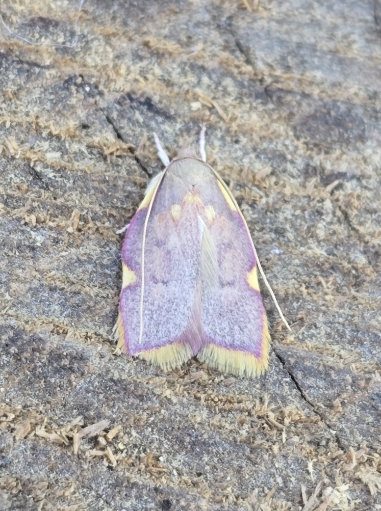 Photo of Long-horned Flat-body (Carcina quercana)
